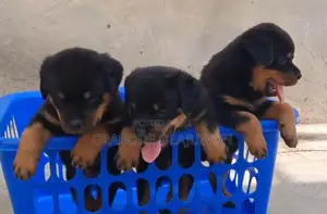 1-3 months Female Purebred Rottweiler