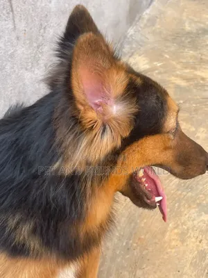 1+ year Male Purebred German Shepherd