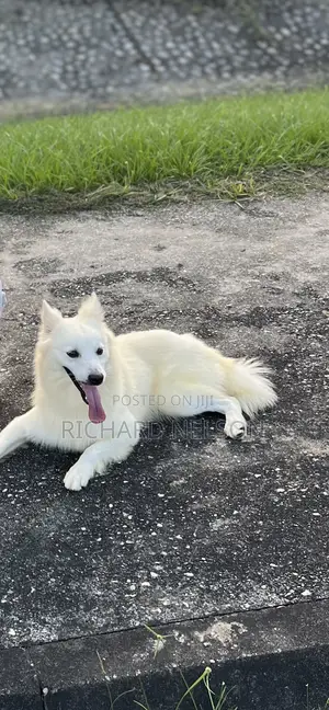 1+ year Male Purebred American Eskimo
