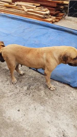 1+ year Female Purebred Boerboel
