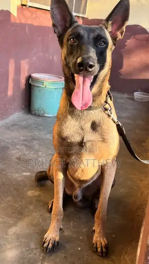 1+ year Male Purebred Belgian Malinois