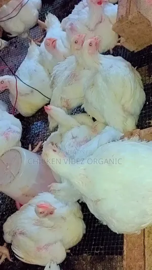 Organic Frozen Chicken