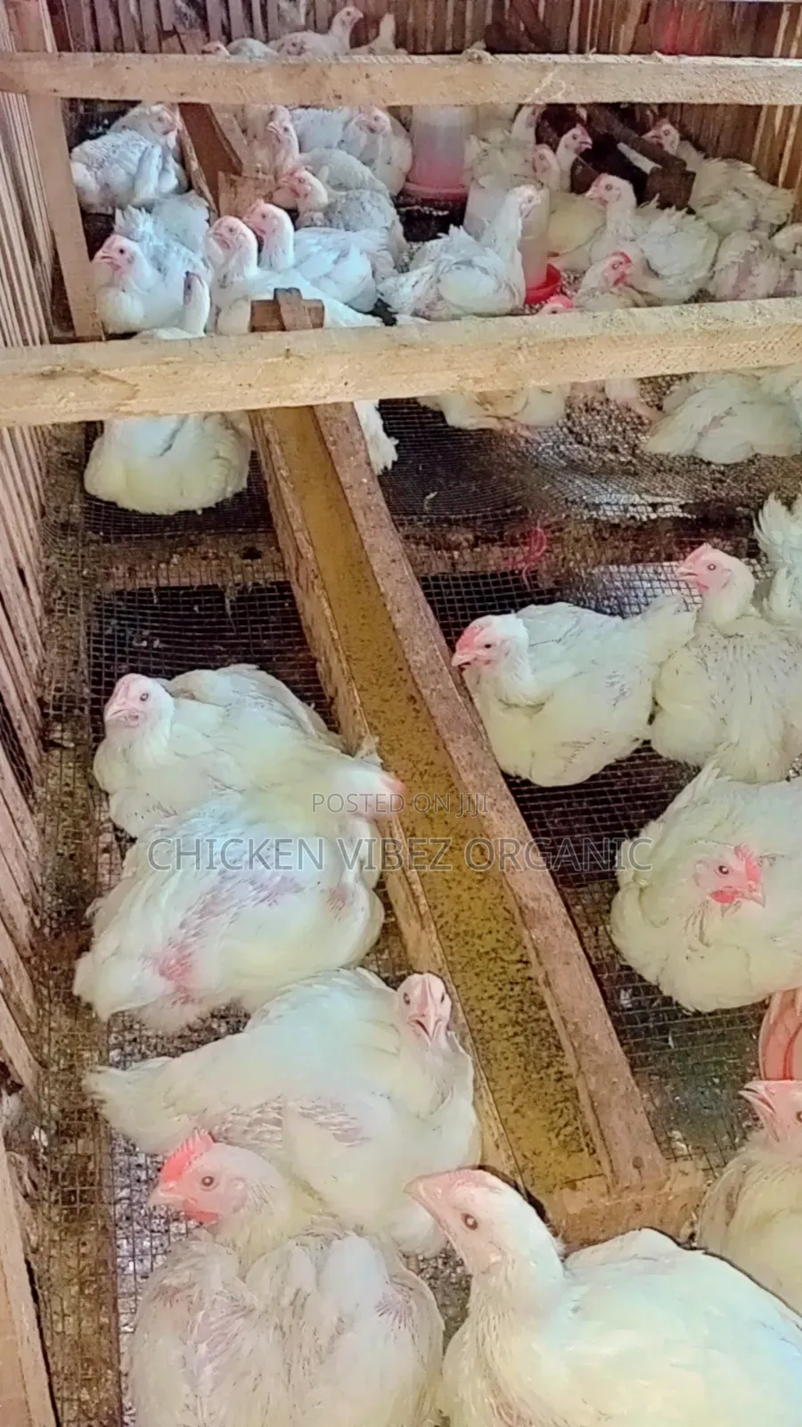 Organic Frozen Chicken