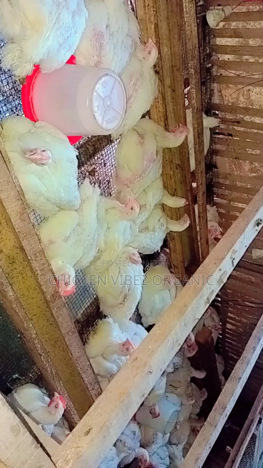 Organic Frozen Chicken