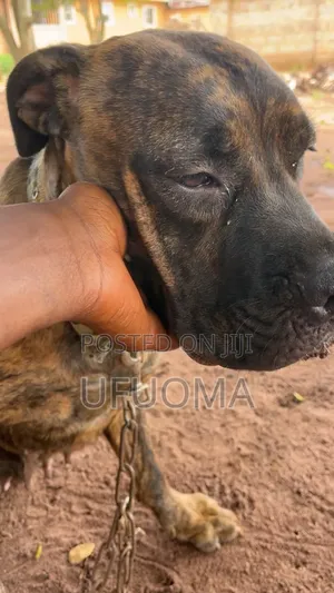 1+ year Female Purebred Boerboel