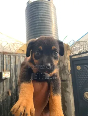 1-3 months Female Purebred Rottweiler