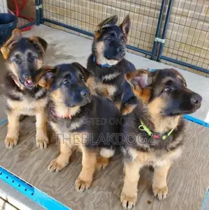 1-3 months Male Purebred German Shepherd