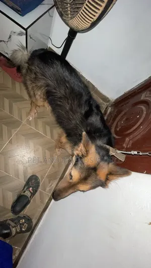 1+ year Male Purebred German Shepherd