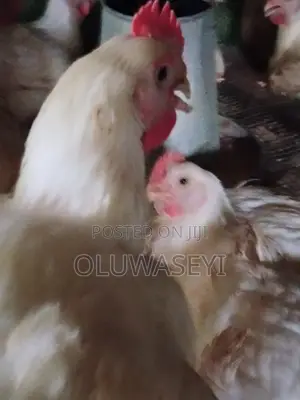 Matured Broiler Chicken