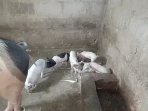 Chinese Piglets for Sale