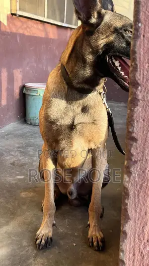 1+ year Male Purebred Belgian Malinois