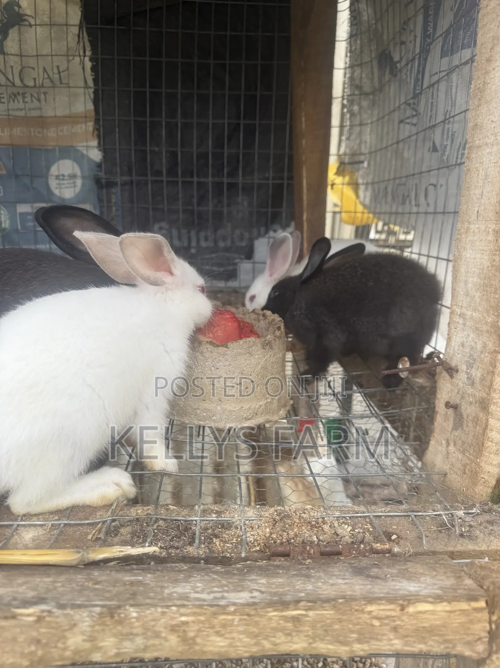 Rabbit Bunny Available