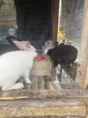 Rabbit Bunny Available
