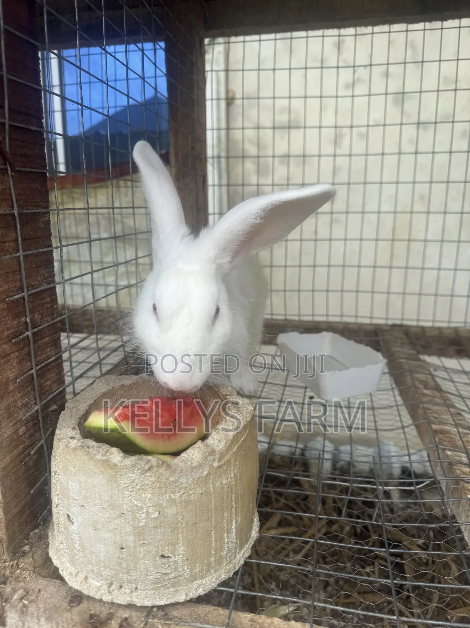 Rabbit Bunny Available