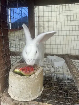Rabbit Bunny Available