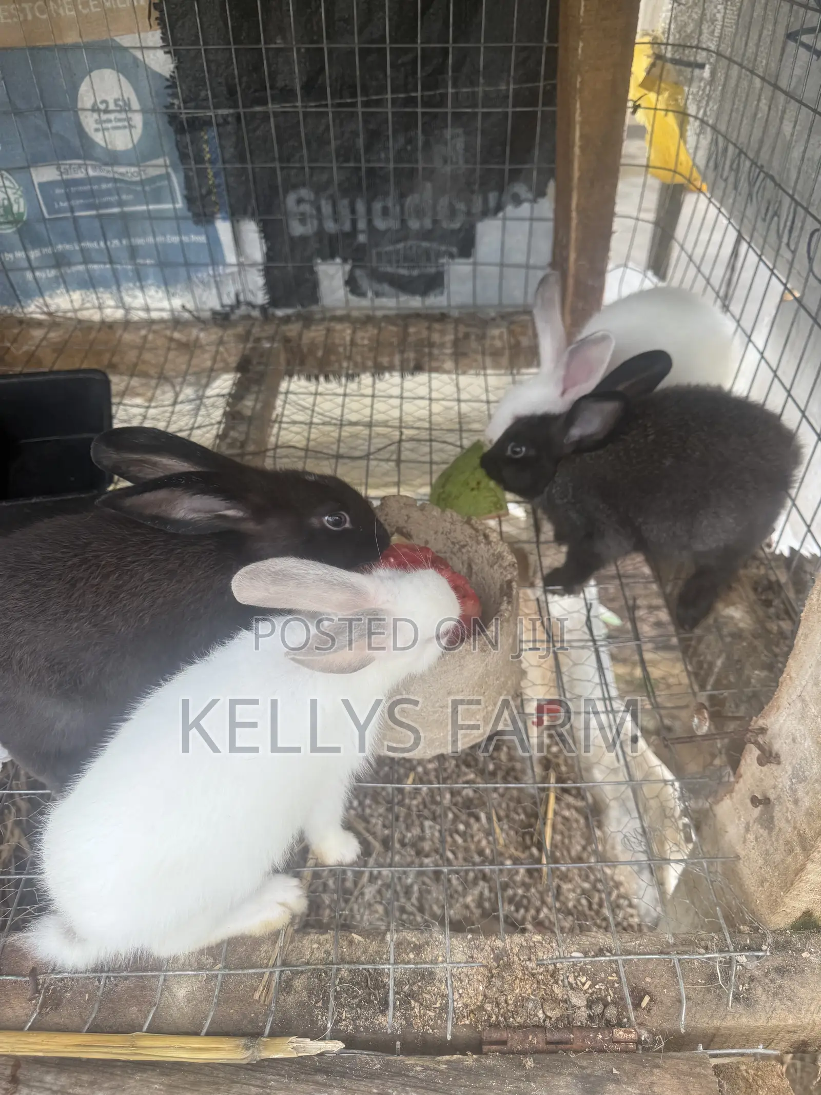 Rabbit Bunny Available