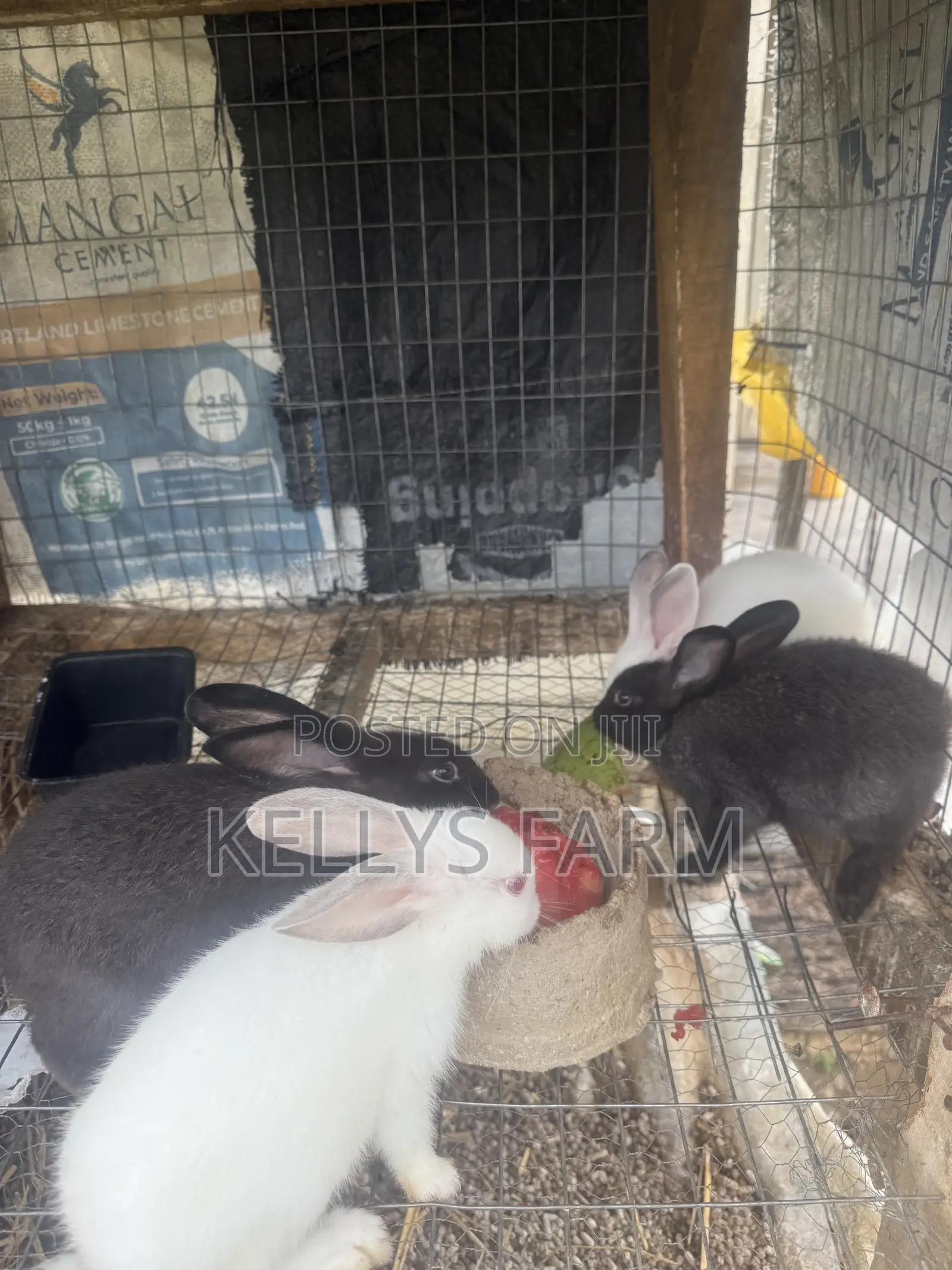 Rabbit Bunny Available