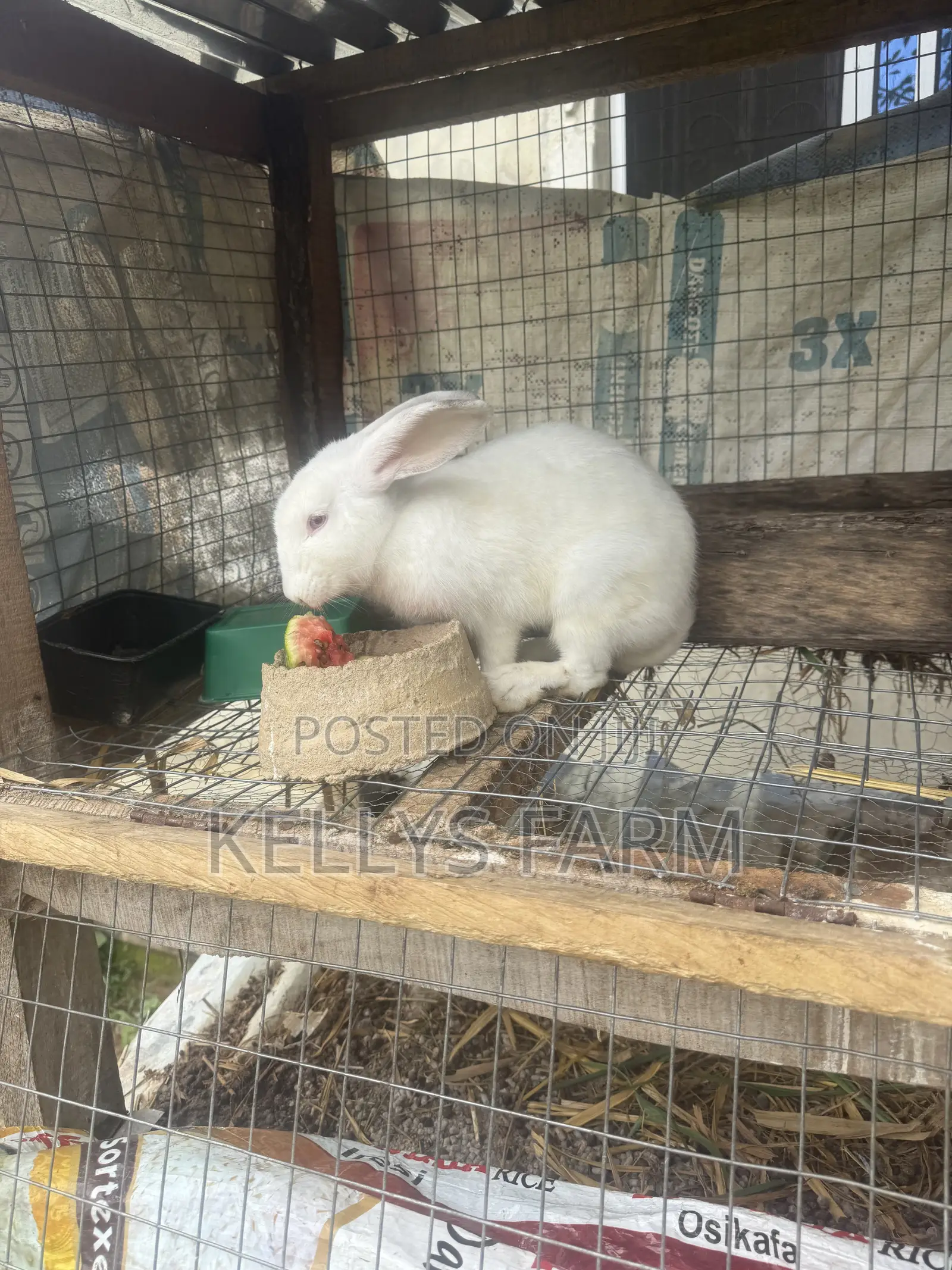 Rabbit Bunny Available