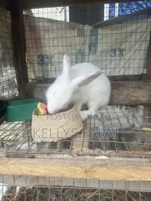 Rabbit Bunny Available