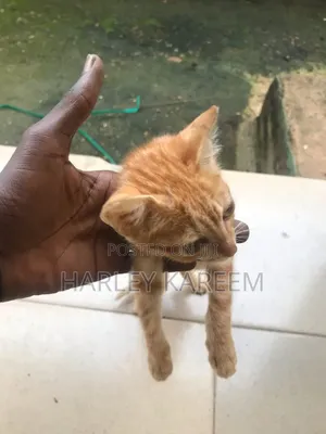 1-3 months Female Mixed Breed Cat