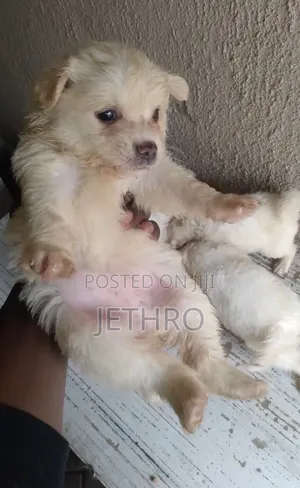 1-3 months Female Purebred American Eskimo