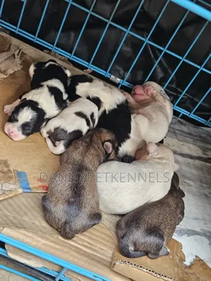 1-3 months Male Purebred Lhasa Apso