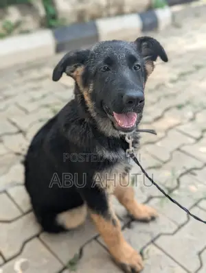 3-6 months Female Mixed Breed German Shepherd
