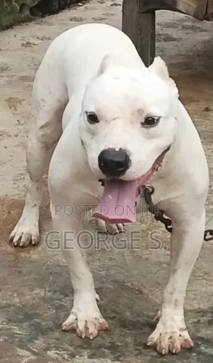 1+ year Male Purebred American Pit Bull Terrier