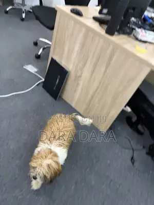 6-12 months Male Purebred Lhasa Apso