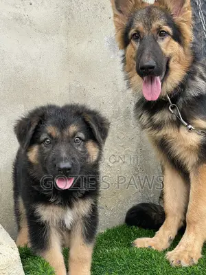 1-3 months Male Purebred German Shepherd