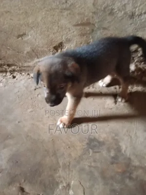 1-3 months Female Mixed Breed German Shepherd
