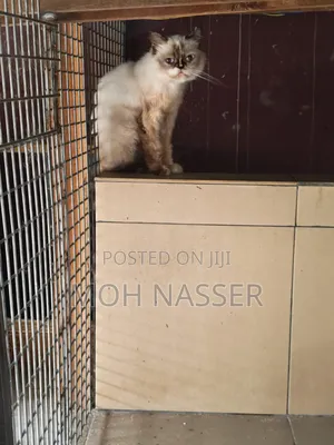 1+ year Female Purebred Persian