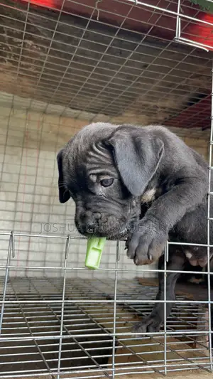 1-3 months Female Purebred Cane Corso