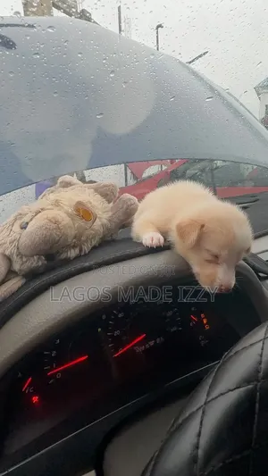 0-1 month Female Mixed Breed American Eskimo