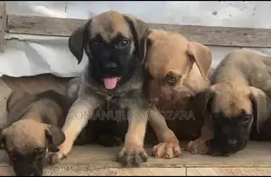 1-3 months Female Purebred Boerboel