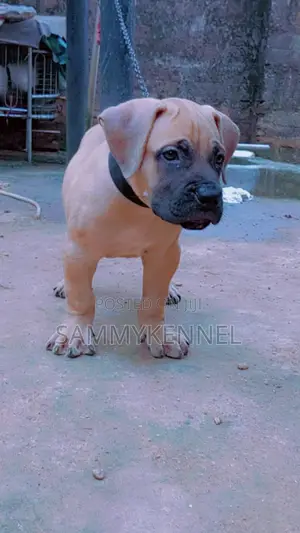 1-3 months Male Purebred Boerboel