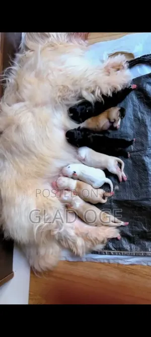 0-1 month Female Purebred Lhasa Apso