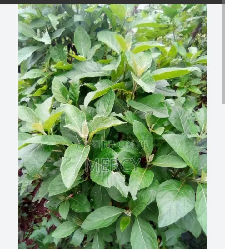 Bitter Leaves