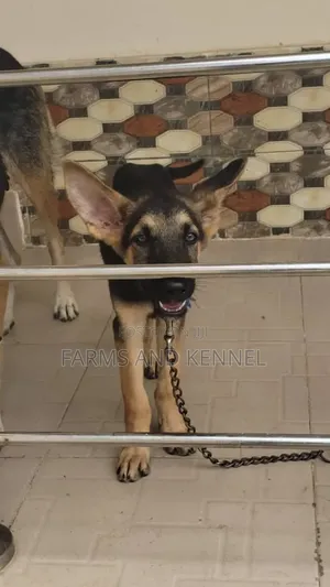 1-3 months Male Purebred German Shepherd