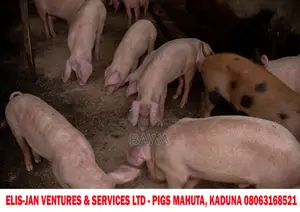 Pigs for Sale