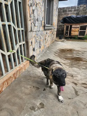 6-12 months Female Purebred Caucasian Shepherd