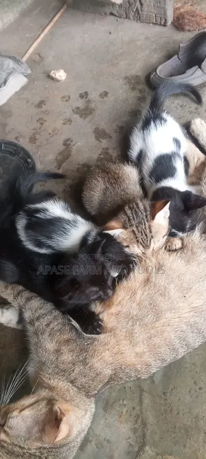 1-3 months Female Mixed Breed Cat