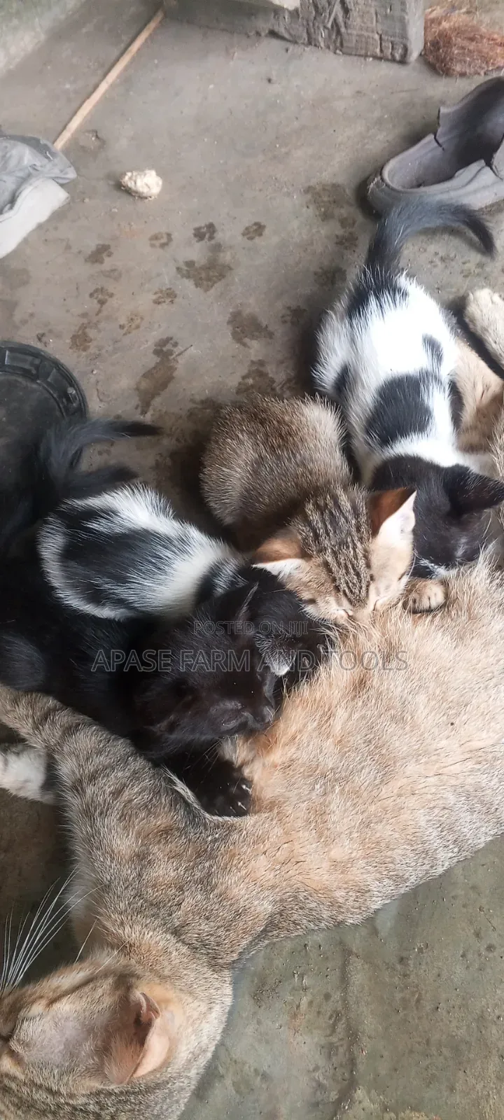 1-3 months Female Mixed Breed Cat