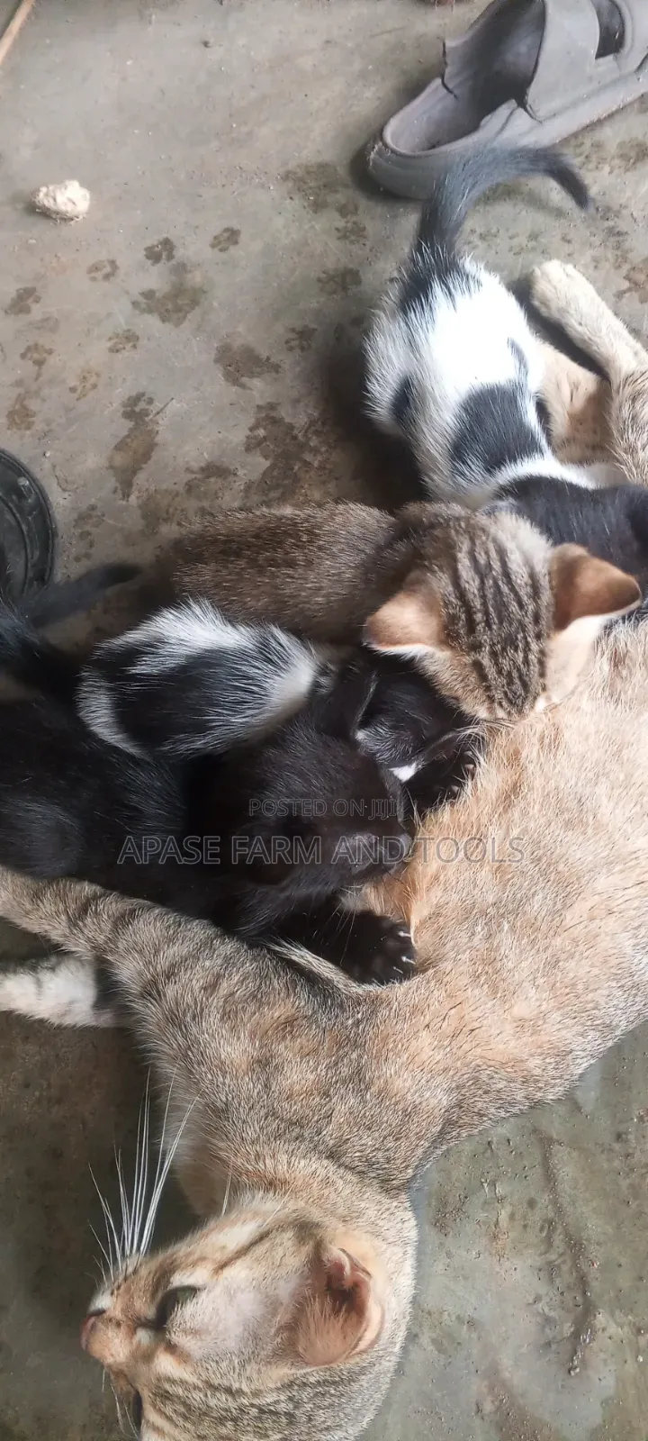 1-3 months Female Mixed Breed Cat
