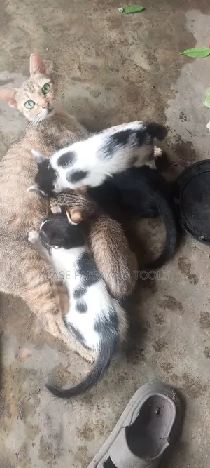 1-3 months Female Mixed Breed Cat