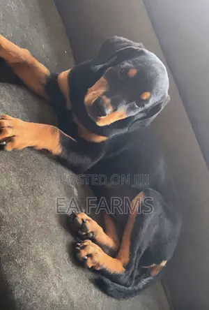 1-3 months Female Purebred Rottweiler