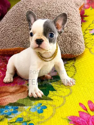 1-3 months Female Purebred French Bulldog