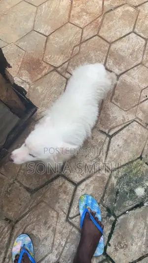 1+ year Male Purebred American Eskimo