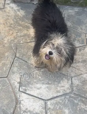 1+ year Female Purebred Lhasa Apso