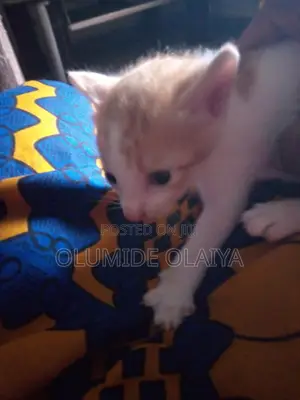 1-3 months Male Mixed Breed Cat